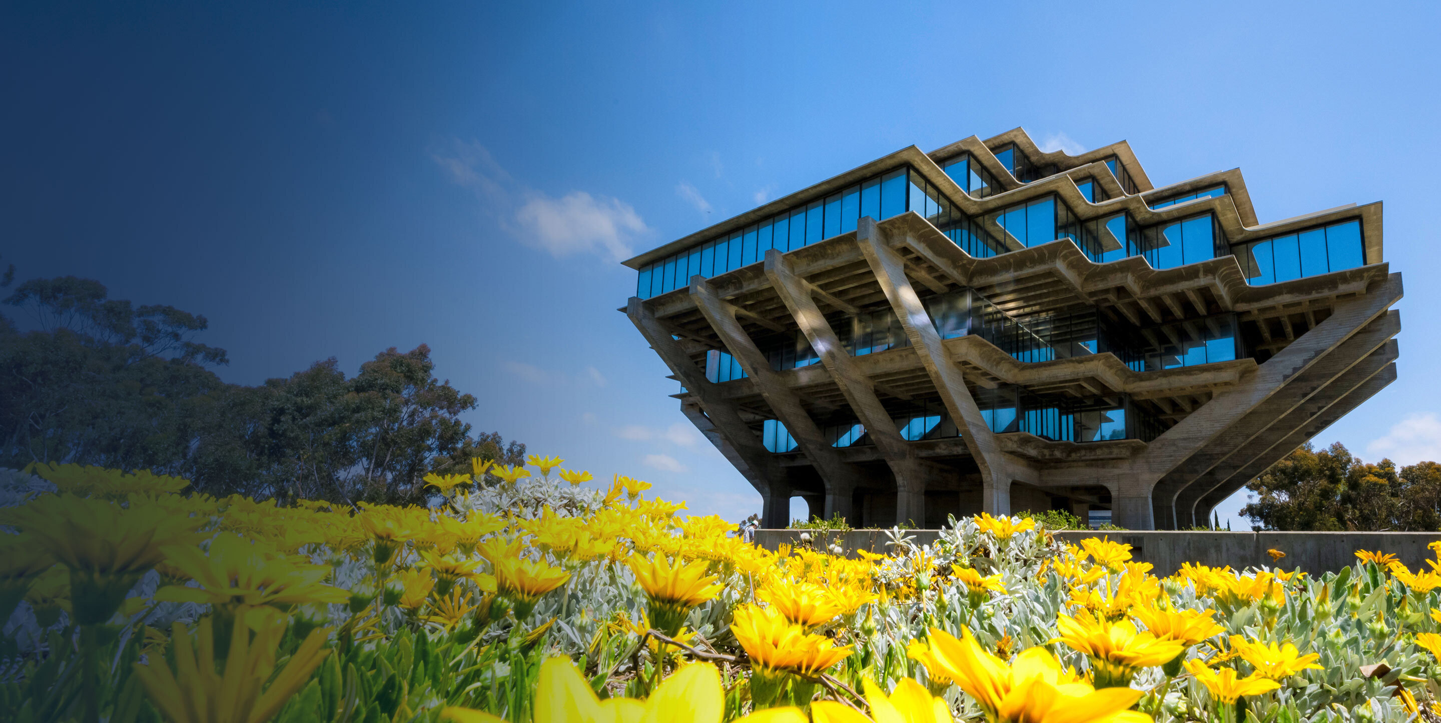 Exterior of Geisel Library with yellow flowers in foreground